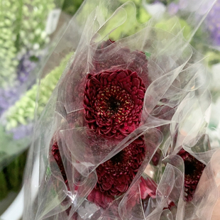 黑巧泡泡非洲菊10支不 包邮