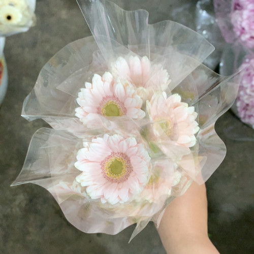 小粉兔非洲菊10支不包邮