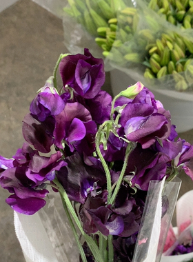 暗紫色香豌豆一扎不包邮