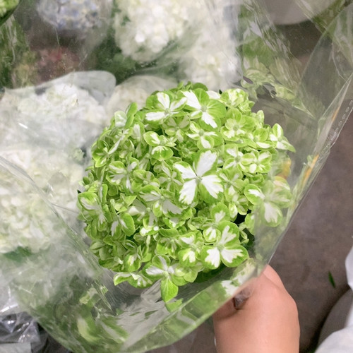 花绿绣球一支不包邮