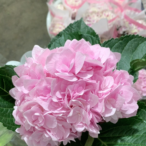 缤纷粉艾莉绣球一支不包邮