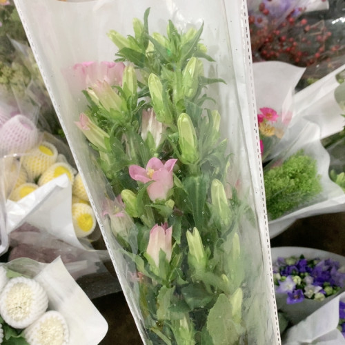 粉色风铃一扎不包邮