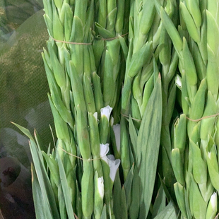 白色剑兰5只不 包邮