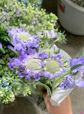 紫色蓝盆花一扎不包邮