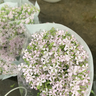 樱花小丁一扎不 包邮