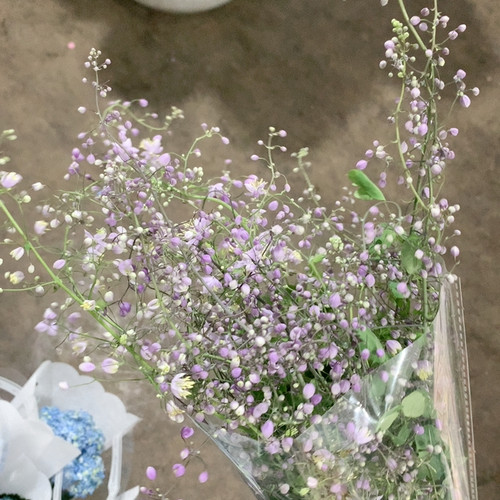 唐松草一扎不包邮