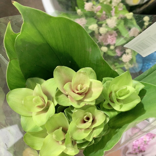 姜荷花5支不包邮