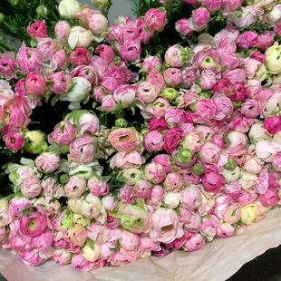 包邮 浅瓷洋牡丹9 10支不