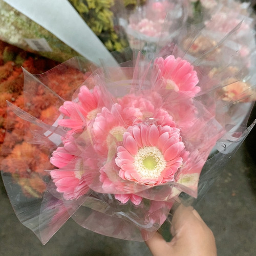 芭比娃娃非洲菊10支不包邮