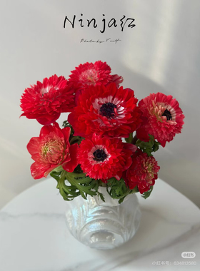 重瓣银莲花红色10支不包邮