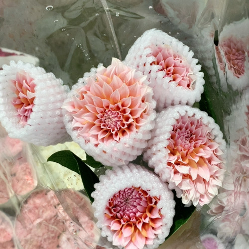 奶油桃子大丽花5支不包邮