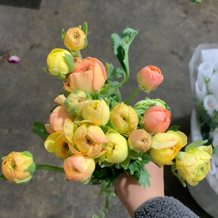 包邮 黄桃洋牡丹9 10只不