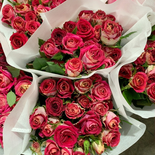 紫罗兰一扎不包邮