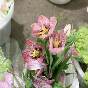 花格贝母一扎不 包邮