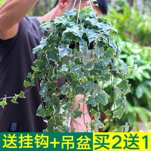 金边常春藤绿萝盆栽吊兰植物室内阳台水培垂吊长青藤蔓四季 好养活
