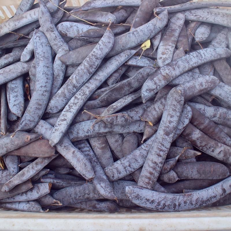 皂角纯天然野生新货干货大皂角皂荚洗头泡水煮水大皂角正品中药材