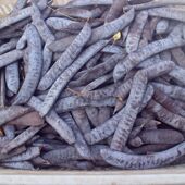 皂角纯天然25年新鲜干货大皂角皂荚洗头泡水煮水大皂角正品 中药材