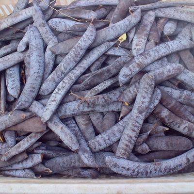 皂角纯天然25年新鲜干货大皂角皂荚洗头泡水煮水大皂角正品中药材