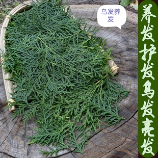 侧柏叶现摘野生新鲜熏肉枝叶中药材泡酒生发防脱干叶柏叶洗头养发