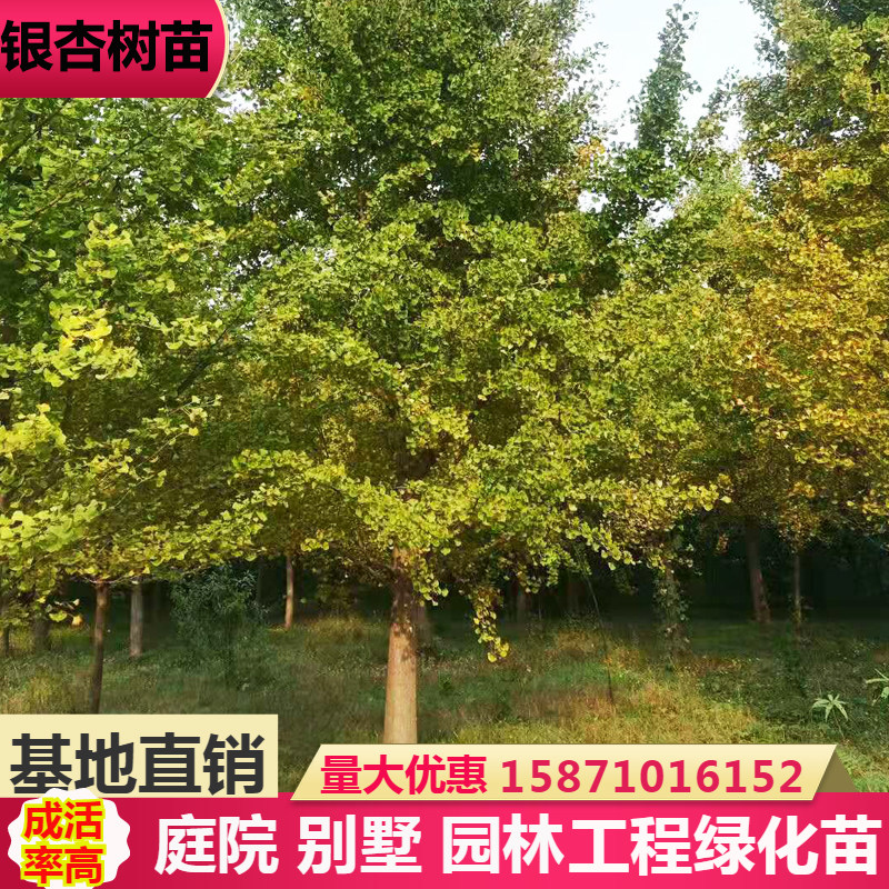 银杏白果树苗庭院行道工程绿化苗