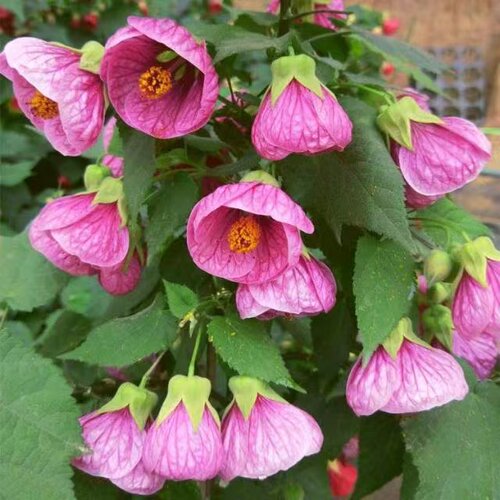 多花素馨溲疏灯笼花雪樱花草莓田