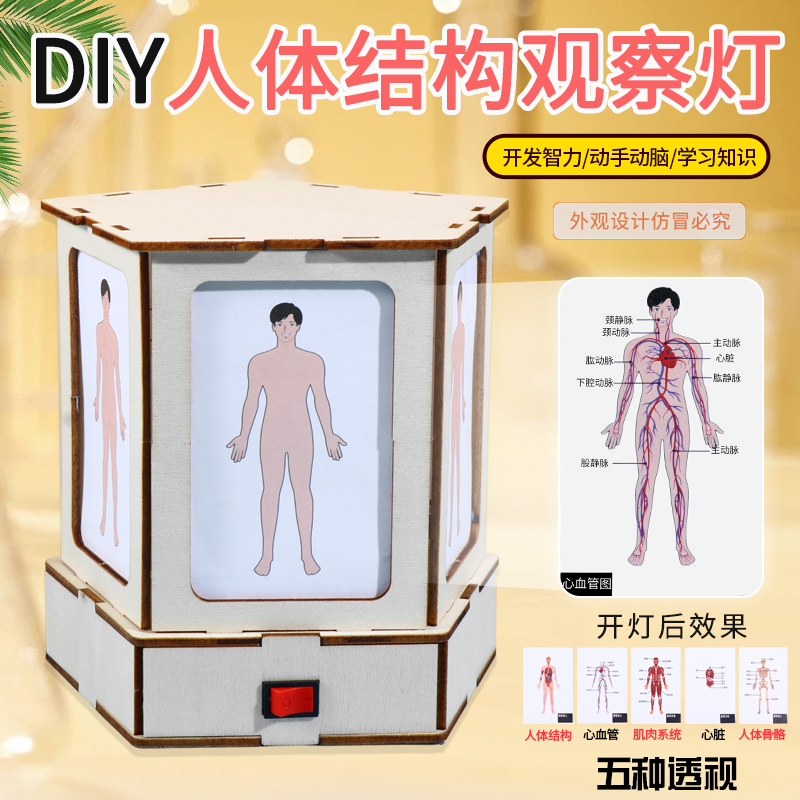 生物科学实验器材人体结构观察灯 儿童手工拼装材料包人体透视灯