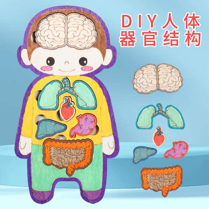 人体结构器官模型科学实验材料包