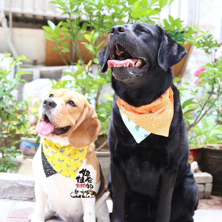 宠物fuzzyard福希雅狗狗猫咪双面