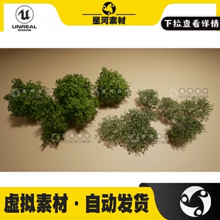 UE4虚幻5 20颗写实逼真低矮树木灌木丛植物浆果3D模型资产合集