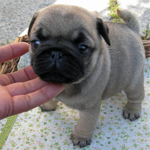 八哥狗销量排行榜 八哥狗品牌热度排名 小麦优选