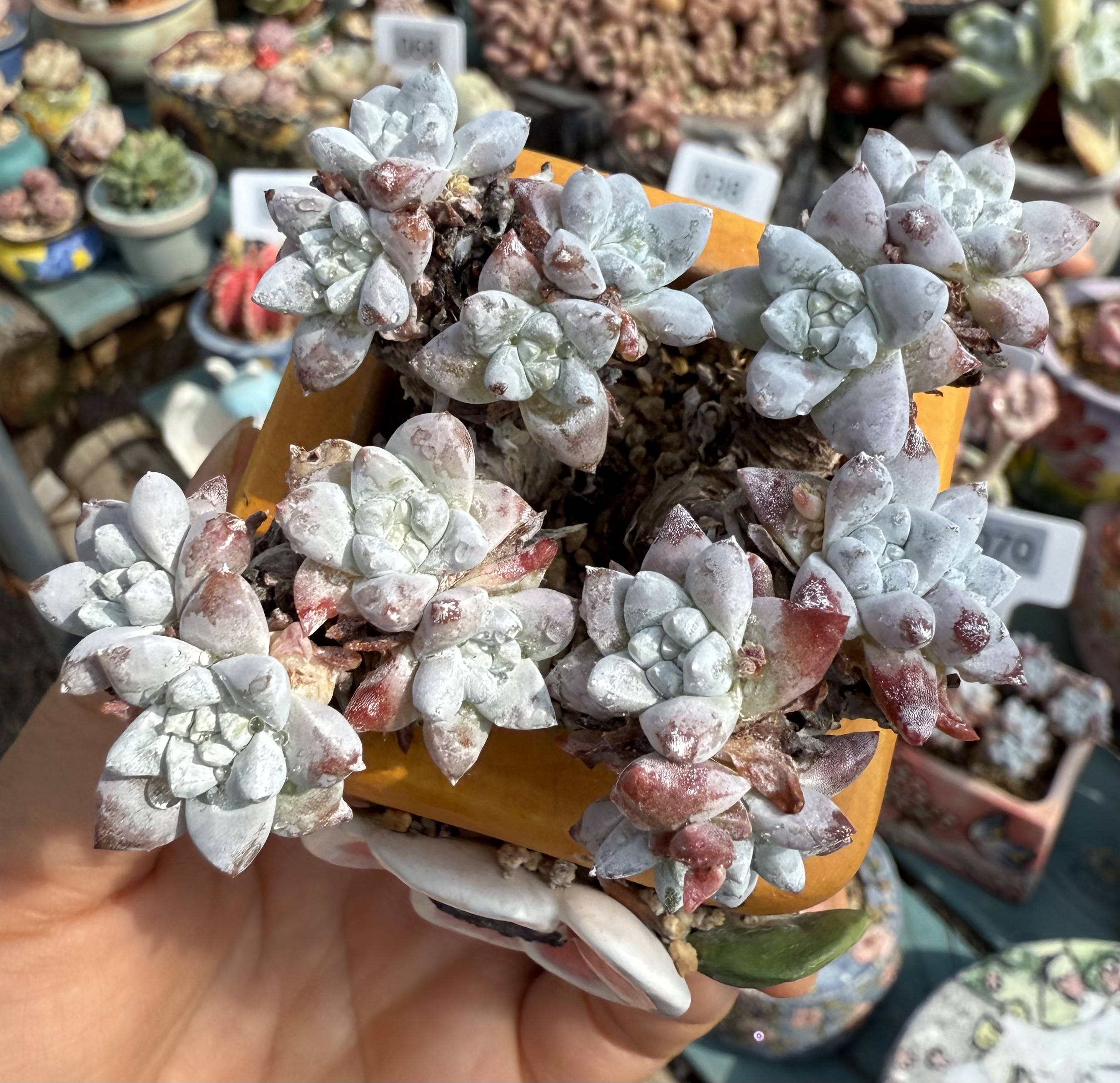 老韩货白菊 年份皮实老货 叶片多肉植物