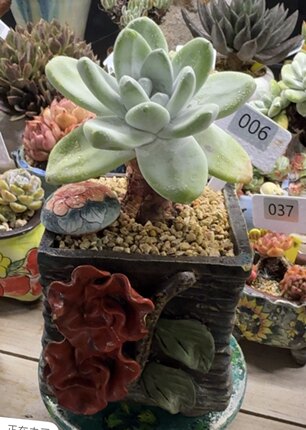 产地拇指单头大老桩 冠幅14 大粗桩