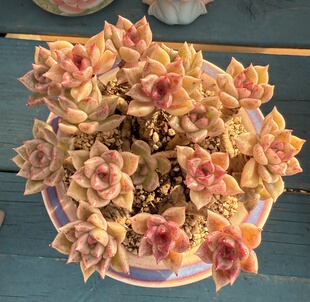 黄金璀璨 平头 无砍 梅红糖心丸叶老桩