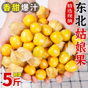 东北姑娘果特产水果新鲜当季整箱灯笼果黄菇娘洋姑娘果甜菇凉特级