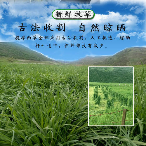 2025年新提摩西草荷兰猪干草饲料龙猫豚鼠兔粮牧草兔子草500g包邮