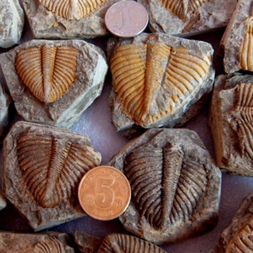 天然志留纪古生物三叶虫尾巴化石标本原石儿童科普收藏礼物摆件