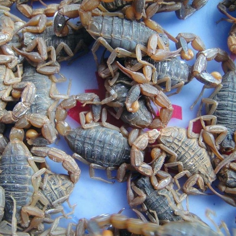 油炸蝎子食用沂蒙山十足活体入药