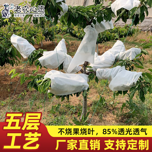 大樱桃专用防雨透光布透气防晒加厚农用篷布果园防水遮雨罩无纺布