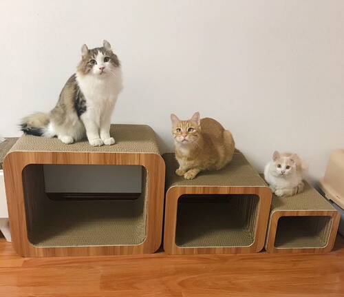 大中魔方套装用品可爱包邮猫抓板