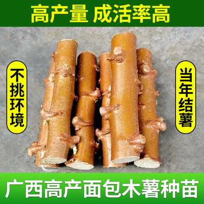 广西特产新鲜黄心木薯种苗红皮白