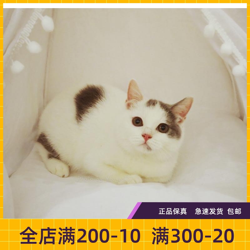 瑶瑶名猫英短蓝白纯种英国短毛猫