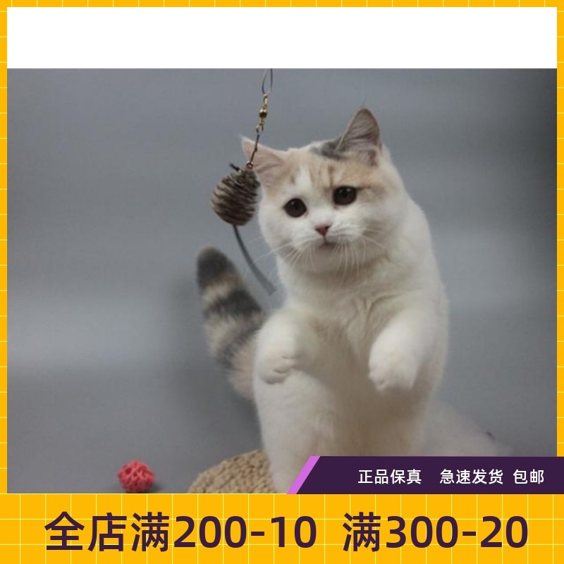 瑶瑶名猫#英短/三花/纯种/英国短毛猫mm/梵文/自家种母展示