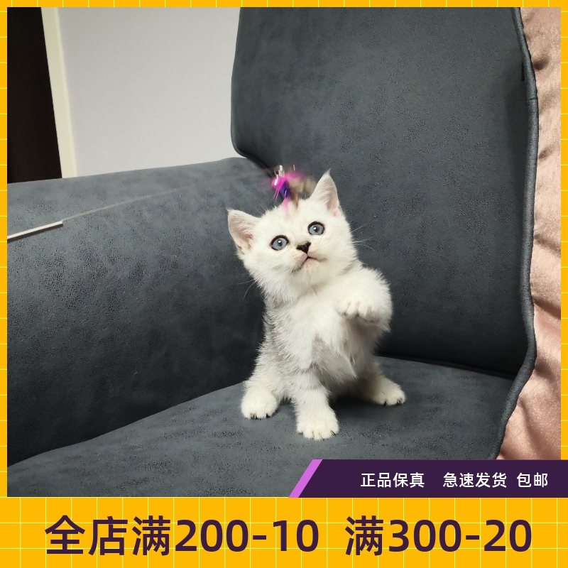 曼赤肯银渐层短腿猫