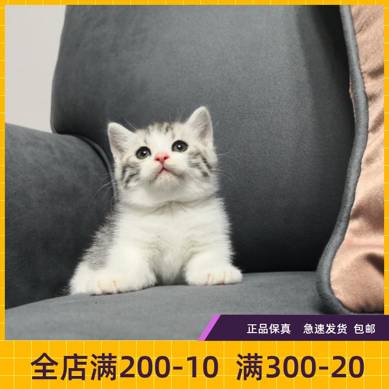 曼赤肯虎斑短腿猫