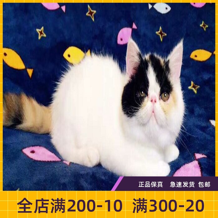 纯种活体出售异国短毛猫