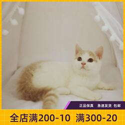 #瑶瑶名猫#乳白/纯种/英国短毛猫DD/乳花/实猫拍摄(已售)