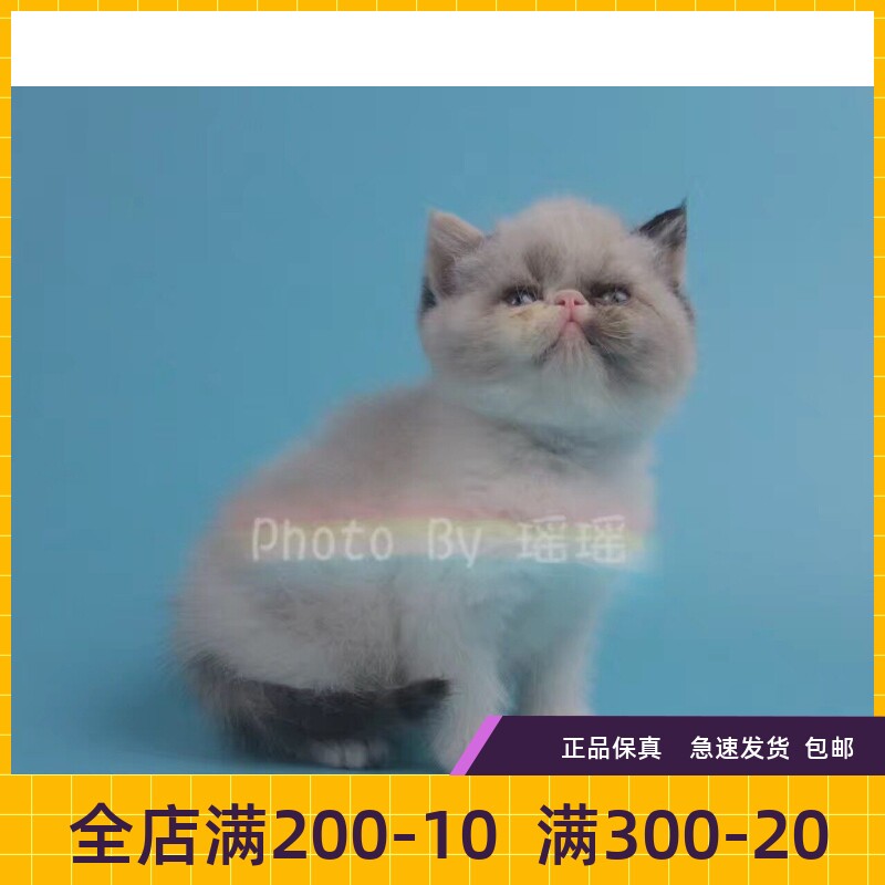 #瑶瑶名猫#CFA/加菲猫/幼猫/异国短毛猫/纯种/活体 已定 （sold）