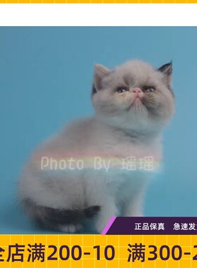 纯种活体异国短毛猫