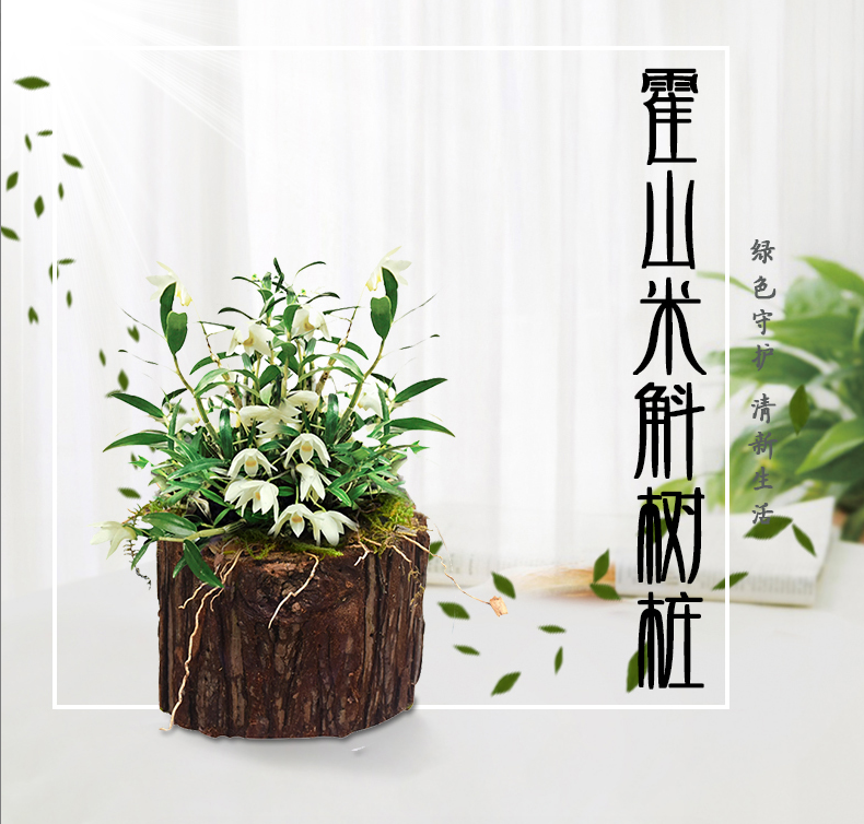 浙江雁荡山3年霍山米斛石斛苗盆栽 新鲜可食用室内种植训化苗