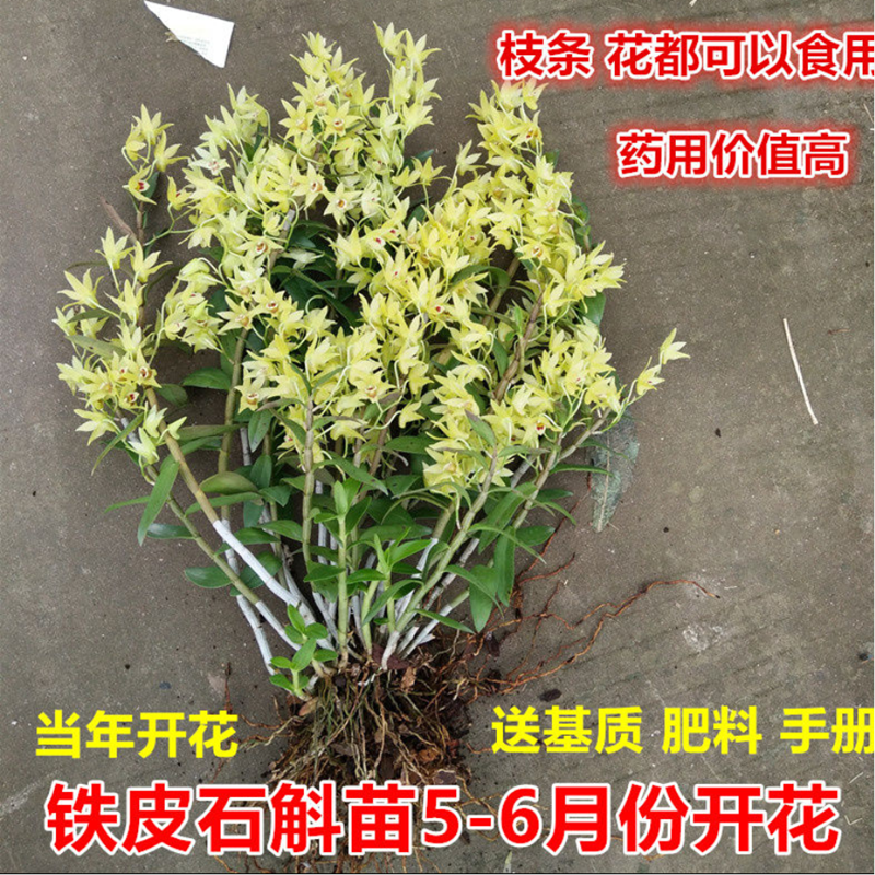 浙江雁荡山铁皮石斛苗 基地直销3年苗绿植石斛阳台室内盆栽可食用